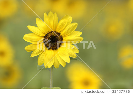 sunflower sunflower 33437786