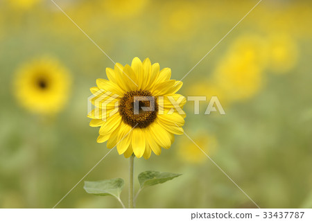 sunflower 33437787