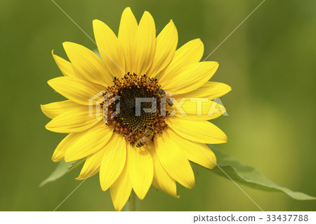 Sunflower, bee Sunflower, bee 33437788