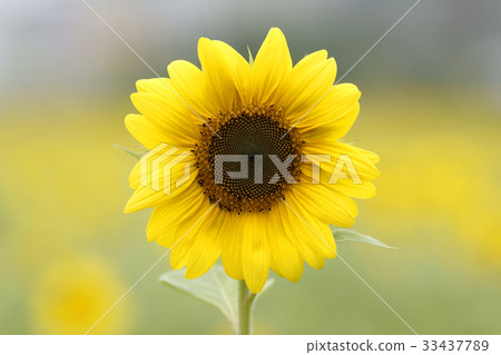 sunflower 33437789