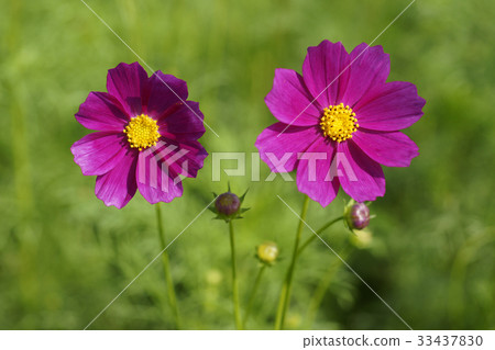 Cosmos Cosmos 33437830