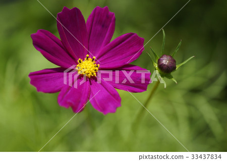 Cosmos Cosmos 33437834