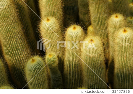 Cactus 33437856