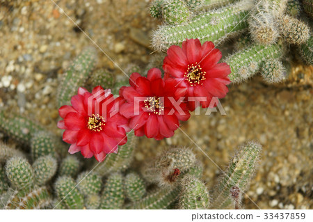 Cactus flower 33437859