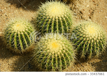 Cactus Cactus 33437861