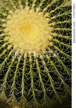 Cactus Cactus 33437862