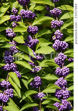 A little harpoon tree 33437864