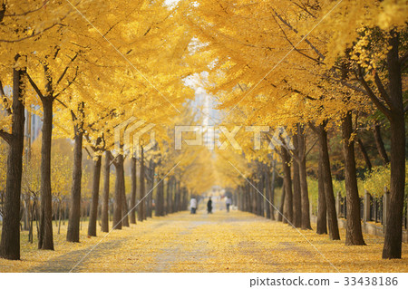 Ginkgo, Olympic Park, Songpa-gu, Seoul 33438186