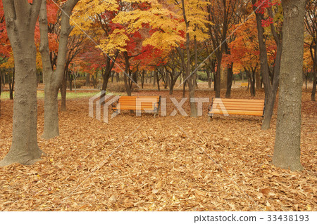 Bench, Autumn, Yangjae Citizen's Forest, - Stock Photo
