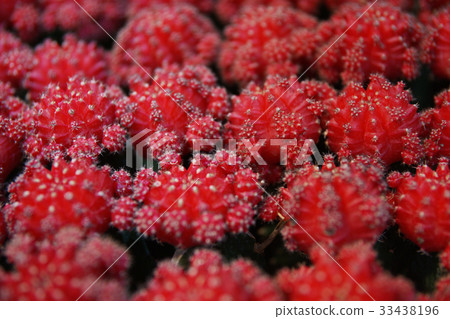 Cactus Cactus 33438196