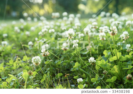 meadow full of clover flowers 33438198