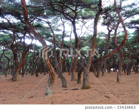 松,新羅Heungduk皇家陵墓,慶州市,慶北 松,新羅Heungduk皇家陵墓,慶州市,慶北 33438663