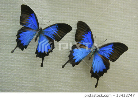 尤利西斯霍頓蝴蝶，Seodaemun自然歷史博物館，Seodaemun-gu，首爾 33438747