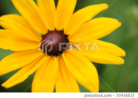 Ludvickia, flower light Ludvickia, flower light 33438815