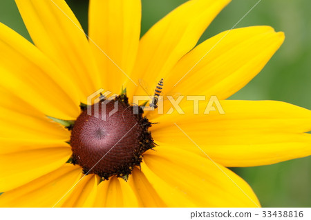 Ludvickia, flower light Ludvickia, flower light 33438816