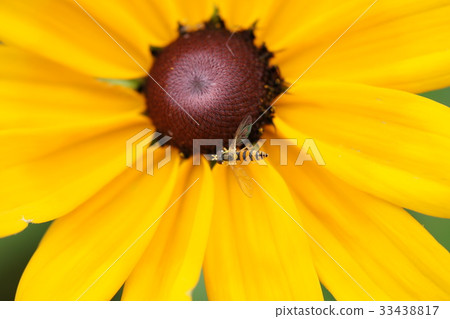 Ludvickia, flower light Ludvickia, flower light 33438817