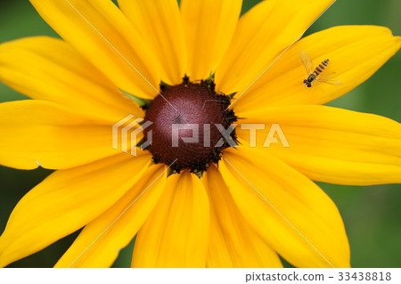 Ludvickia, flower light Ludvickia, flower light 33438818