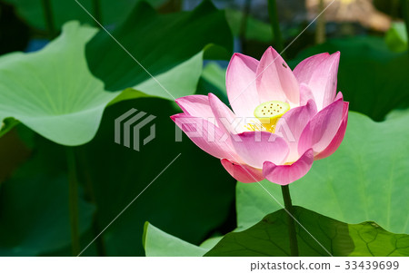 Lian flower 33439699