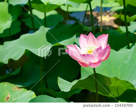 Lian flower 33439700