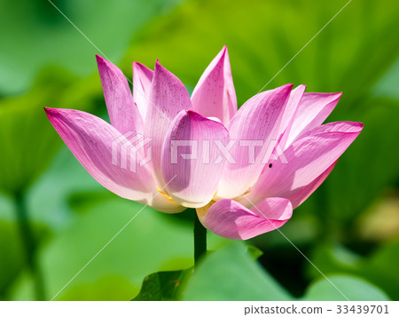 Lian flower 33439701