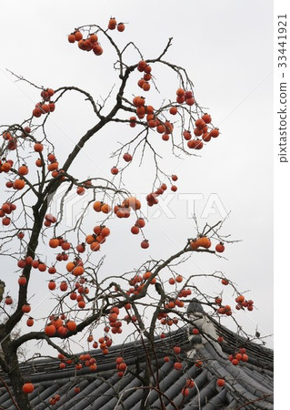 Persimmon, Korea 33441921