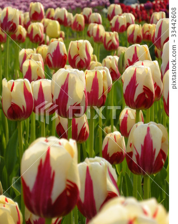 Flowers, tulips Flowers, tulips 33442608