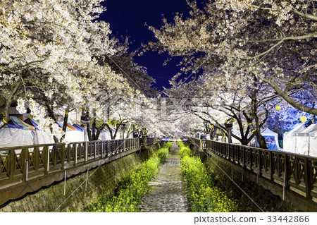 櫻花,長春山,慶南 櫻花,長春山,慶南 33442866