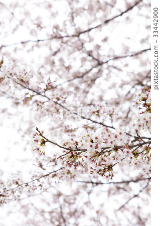 Cherry blossoms, Jinhae Ward, Changwon city, Gyeongnam 33442900