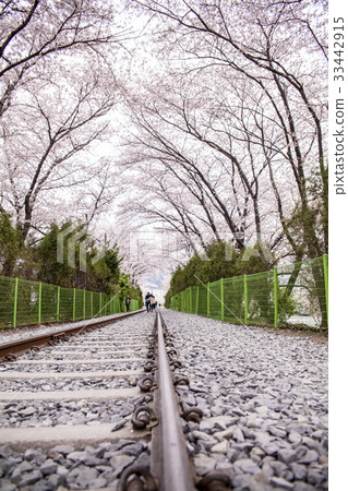 櫻花，慶州站，昌原市，慶南 33442915