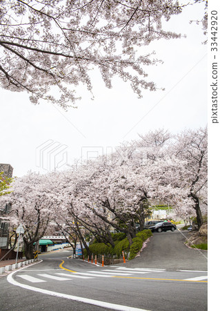 Anmin Pass，櫻花，Jinhae Ward，Changwon City，Gyeongnam 33442920