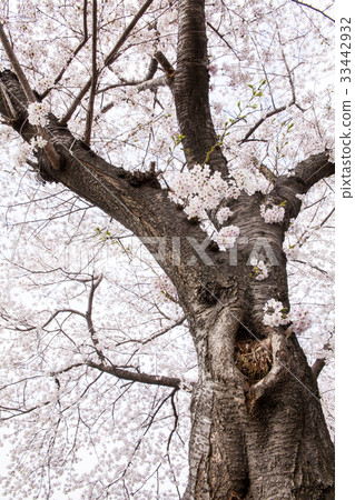 Anmin Pass, Cherry Blossoms, Jinhae Ward, Changwon City, Gyeongnam 33442932