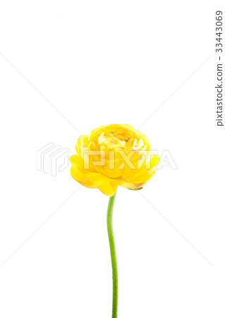 鮮花，漆器 33443069