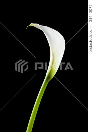 鮮花，卡拉 33443072