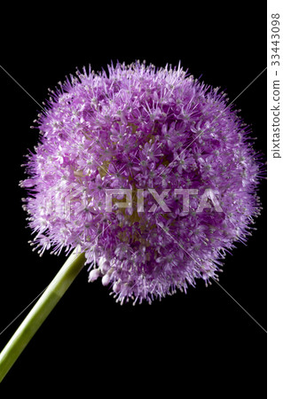 鮮花,蔥屬 鮮花,蔥屬 33443098