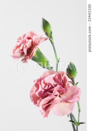 鮮花,康乃馨 鮮花,康乃馨 33443100