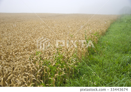 summer wheat crop field and morning mist 33443674