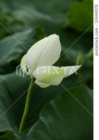 Lotus Lotus 33444878