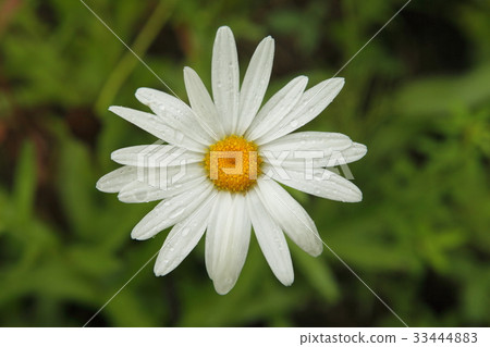 Flowers, raindrops 33444883