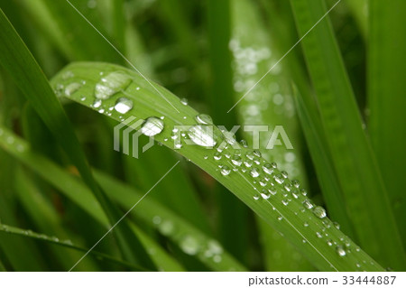 Dew, grass leaf 33444887