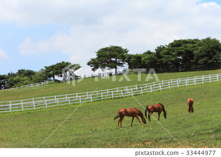 Stallion Ranch, Wangdang, Goyang City, Gyeonggi-do 33444977