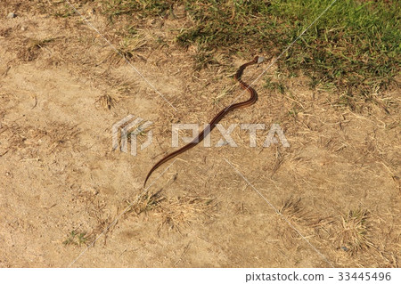 snake 33445496