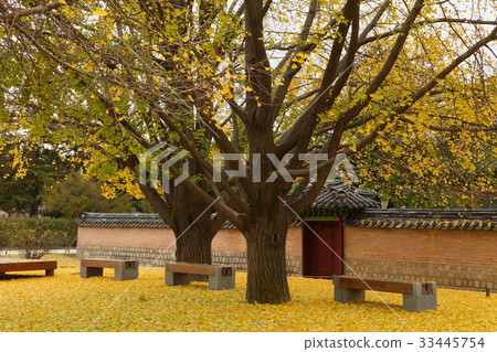 Ginkgo, Gyeongbokgung, Jongno-gu, Seoul Ginkgo, Gyeongbokgung, Jongno-gu, Seoul 33445754