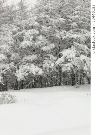 江原道平昌郡大關嶺大關嶺牧場 33446182