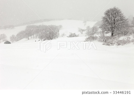 江原道平昌郡大關嶺大關嶺牧場 33446191
