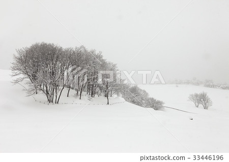 江原道平昌郡大關嶺大關嶺牧場 33446196