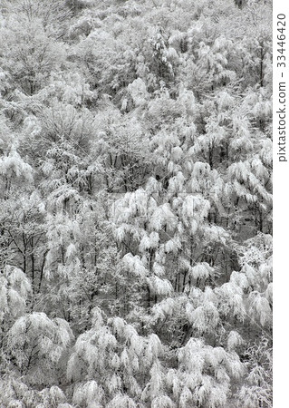 江原道Jeongseon-gun 33446420