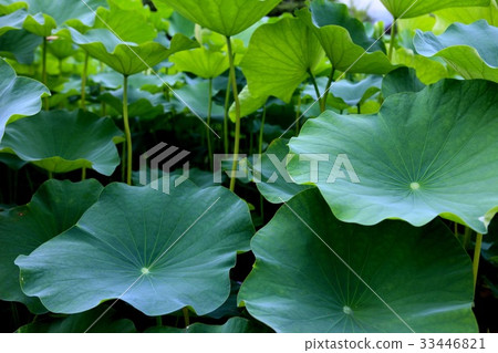 A lotus leaf A lotus leaf 33446821