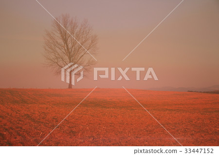 Anseong ranch, Anseong-si, Gyeonggi-do Anseong ranch, Anseong-si, Gyeonggi-do 33447152