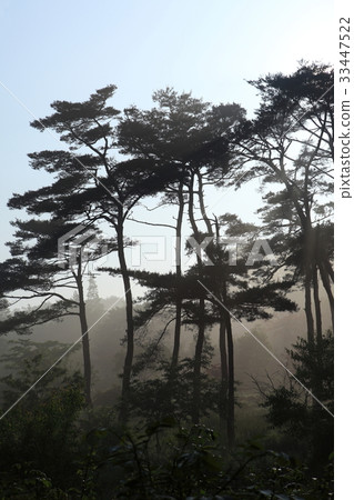 Anmyeondo, Taean-gun, Chungnam 33447522