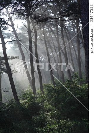 Anmyeondo, Taean-gun, Chungnam 33447538